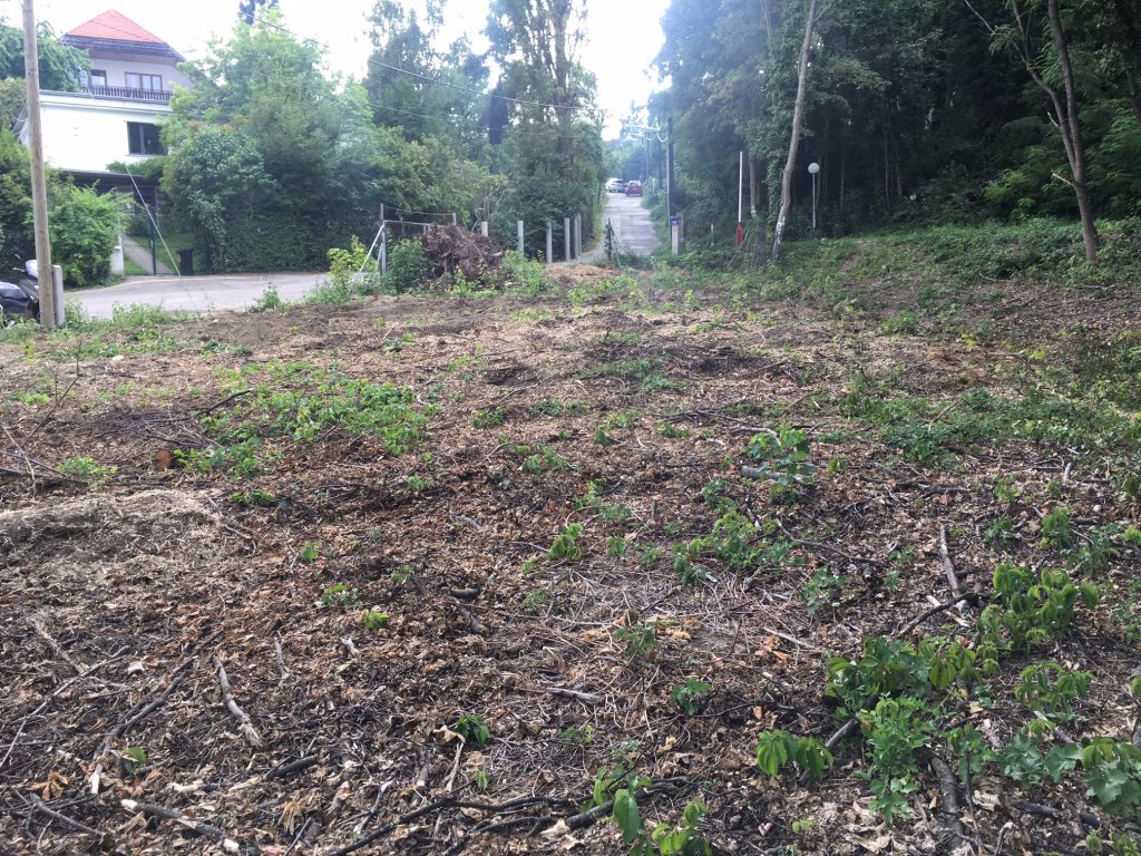 Blick auf ein Baugrundstück (leer) im 17. Bezirk von Wien, von Bäumen umgeben